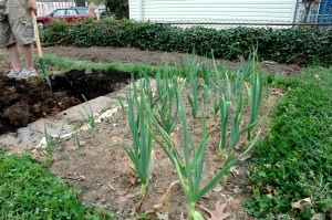 Garlic plants on April 14th
