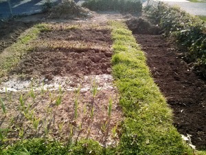 The already dug bed is to the left, the bed to be dug in on the right.  Also, look at our garlic grow!